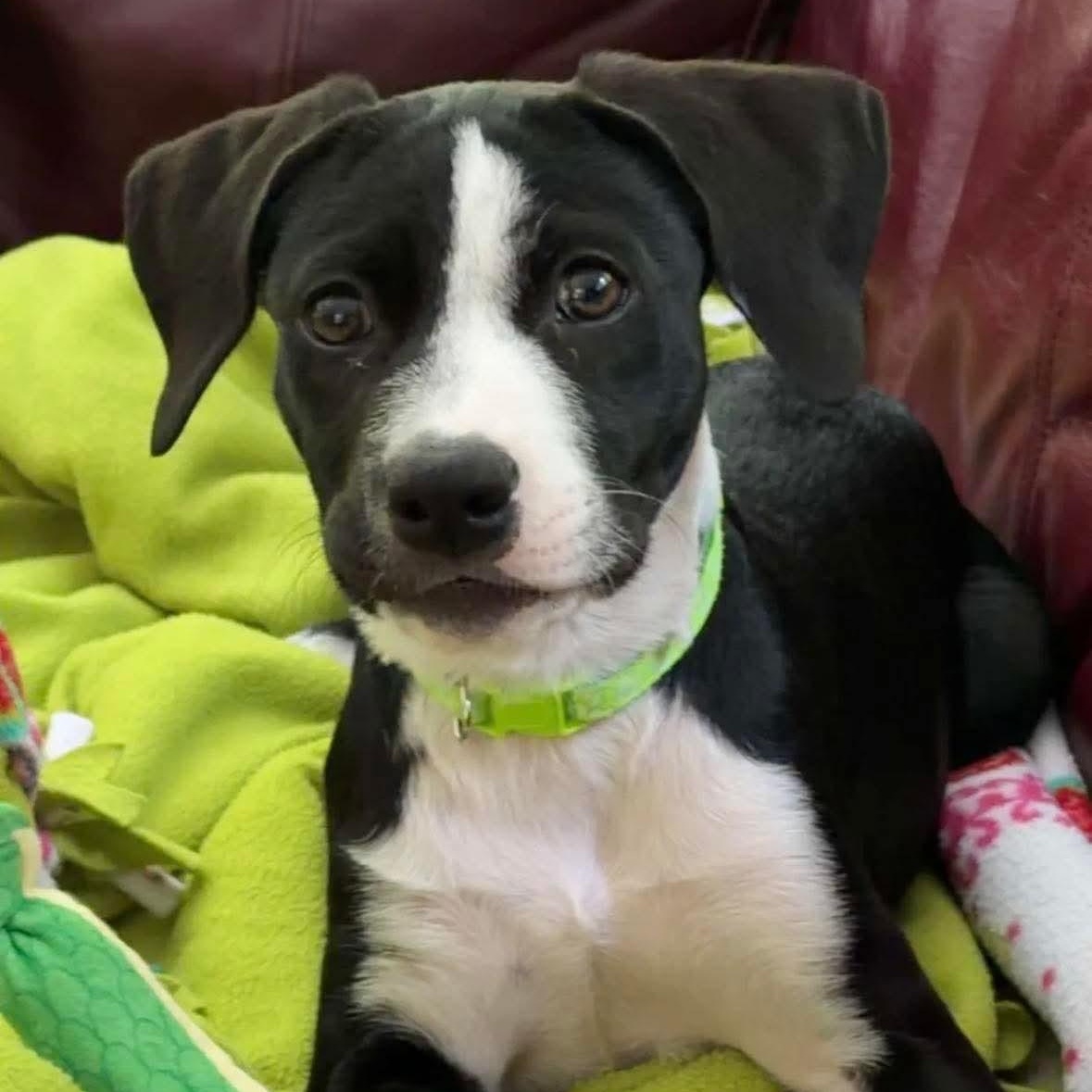 Enlarge Daisy, an adopted Mixed Breed in West Haven, CT image 4/5