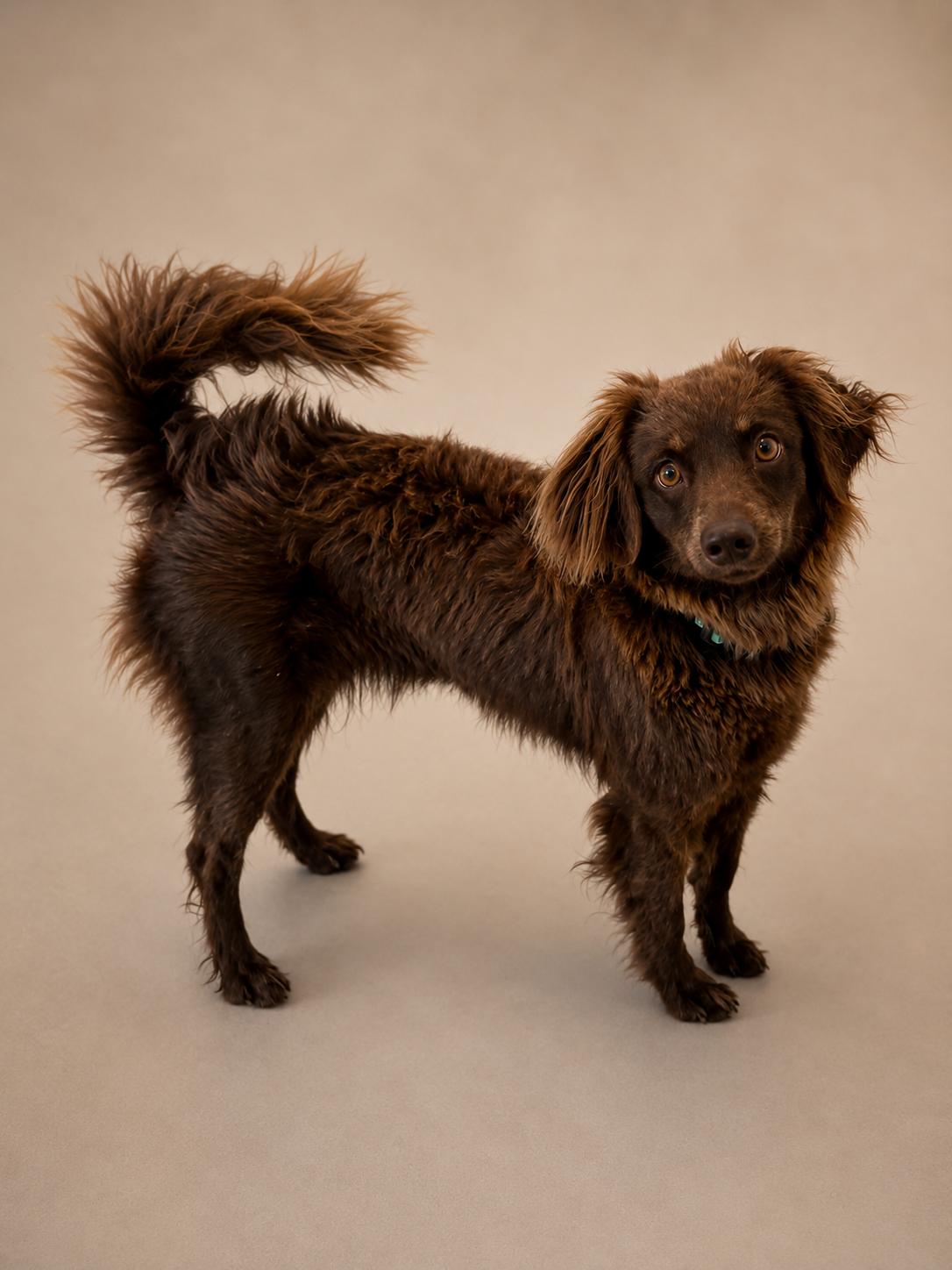 Enlarge Tea, an adopted mixed breed in Wooster, OH image 1/1