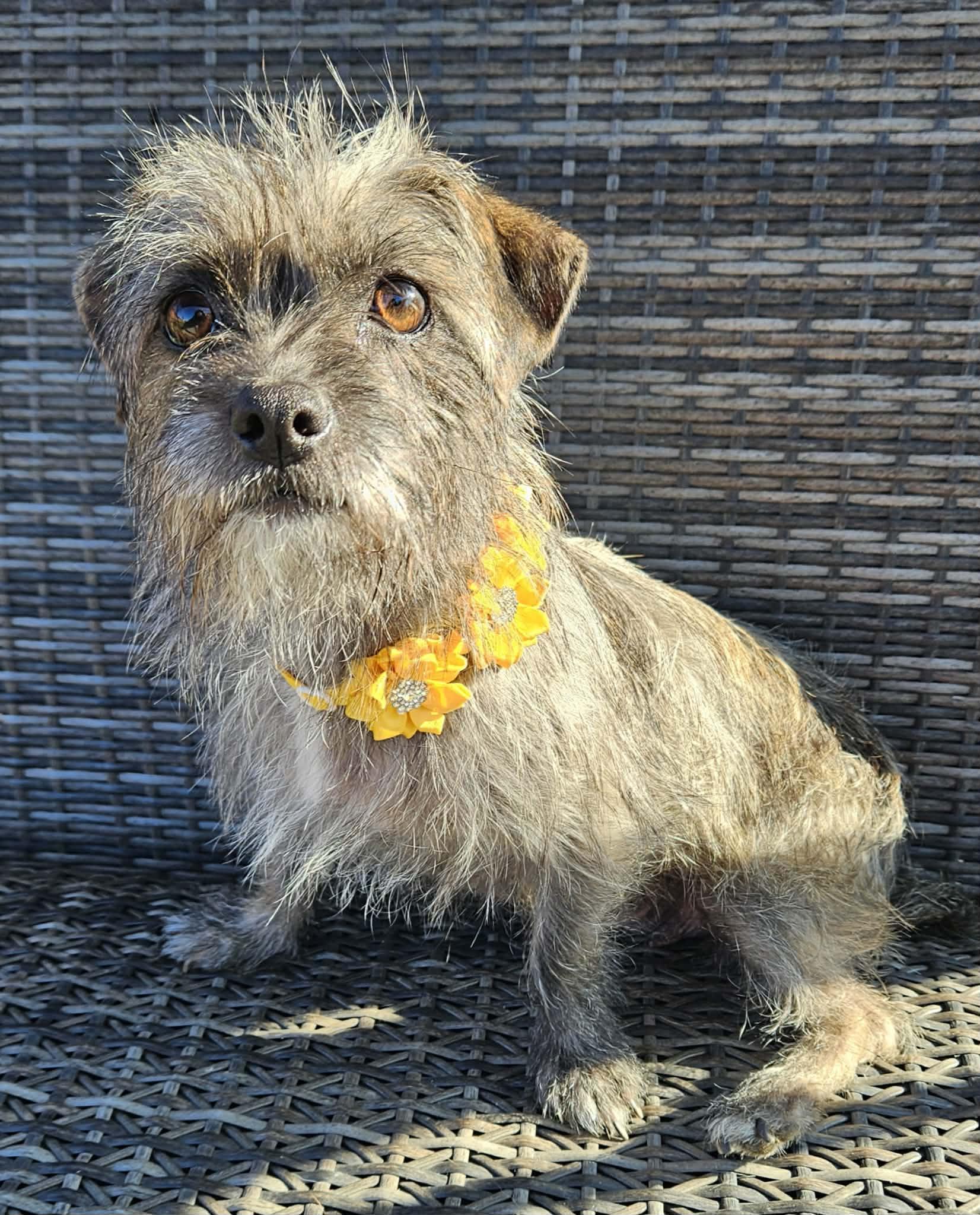 Enlarge Toto, an adopted mixed breed in Galt, CA image 1/5
