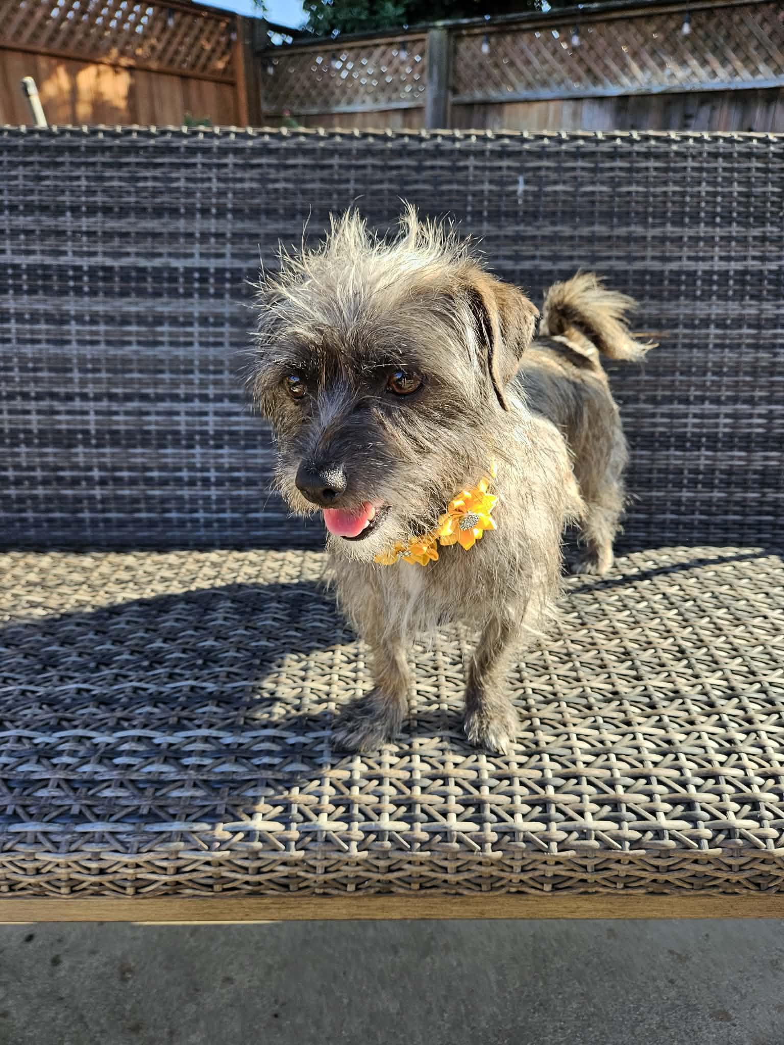 Enlarge Toto, an adopted mixed breed in Galt, CA image 4/5