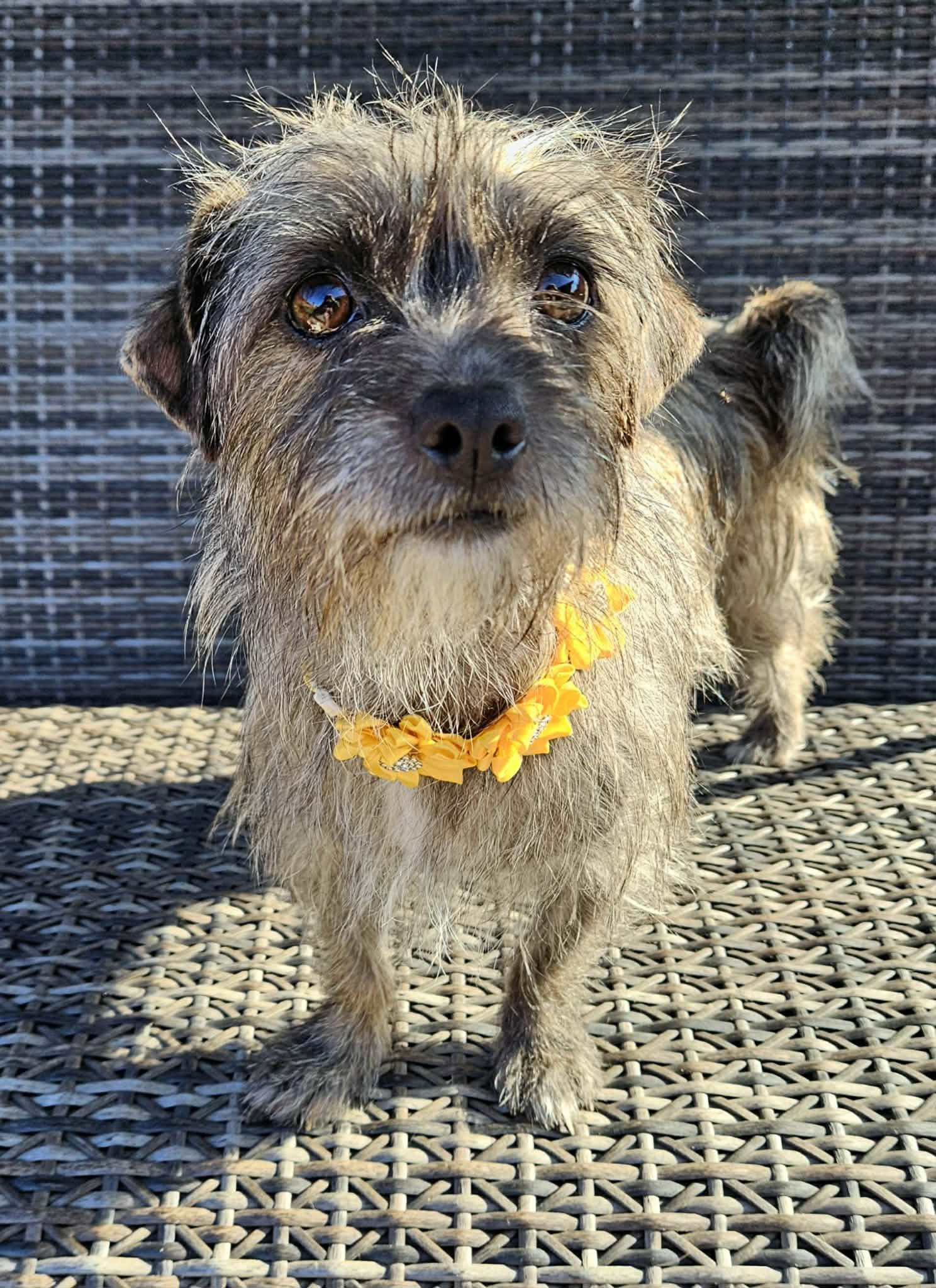Enlarge Toto, an adopted mixed breed in Galt, CA image 5/5
