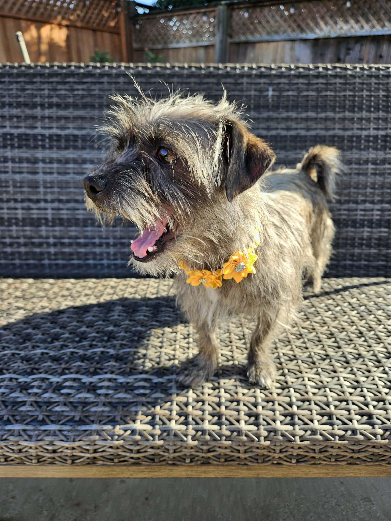 Enlarge Toto, an adopted mixed breed in Galt, CA image 3/5