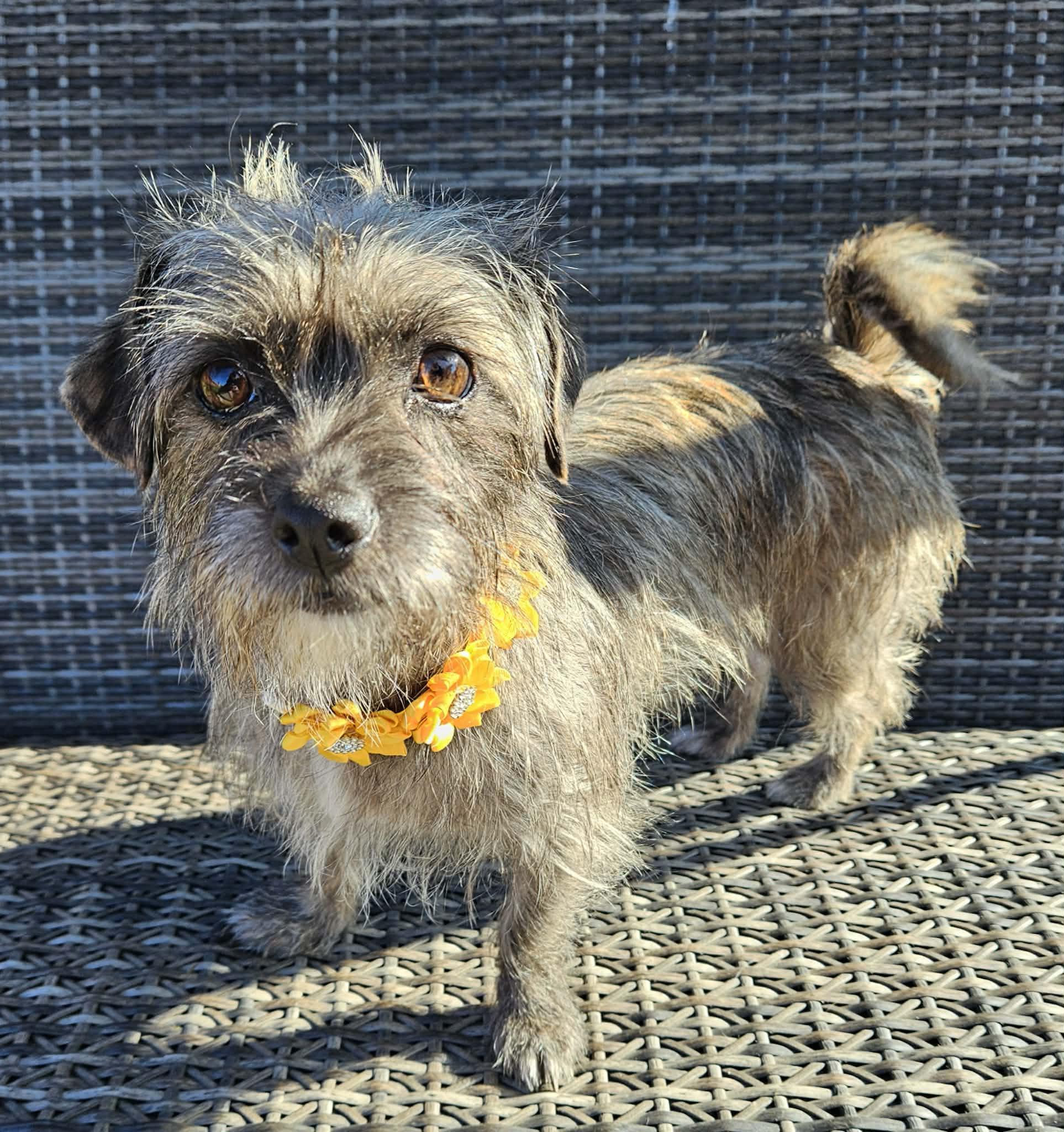 Enlarge Toto, an adopted mixed breed in Galt, CA image 2/5