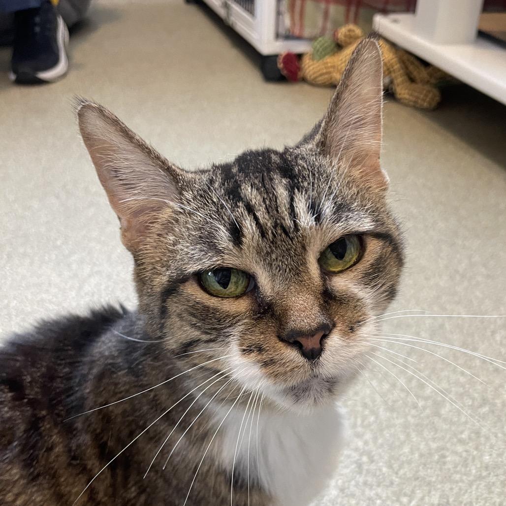 Chris P Bacon, Adoptable, Senior Female Domestic Short Hair.