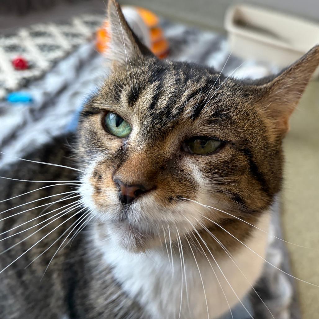 Enlarge Chris P Bacon, a Adoptable Domestic Short Hair in Chicago, IL image 2/4