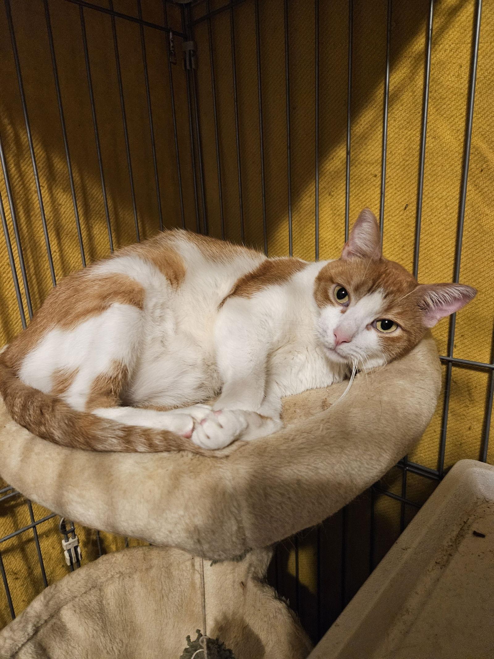 Peaches, Adoptable, Adult Female Domestic Short Hair.