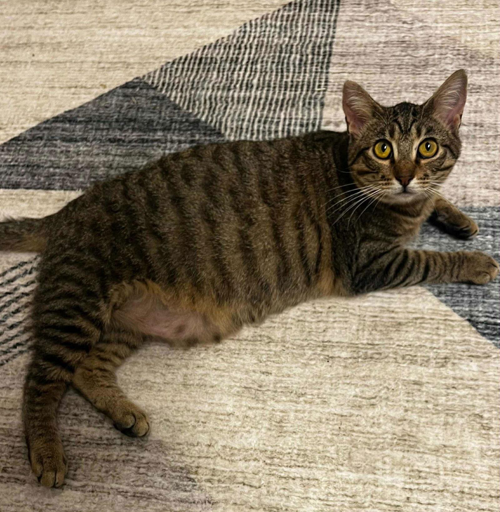 Nacho Libre C Bell, Adoptable, Kitten Male Tabby.