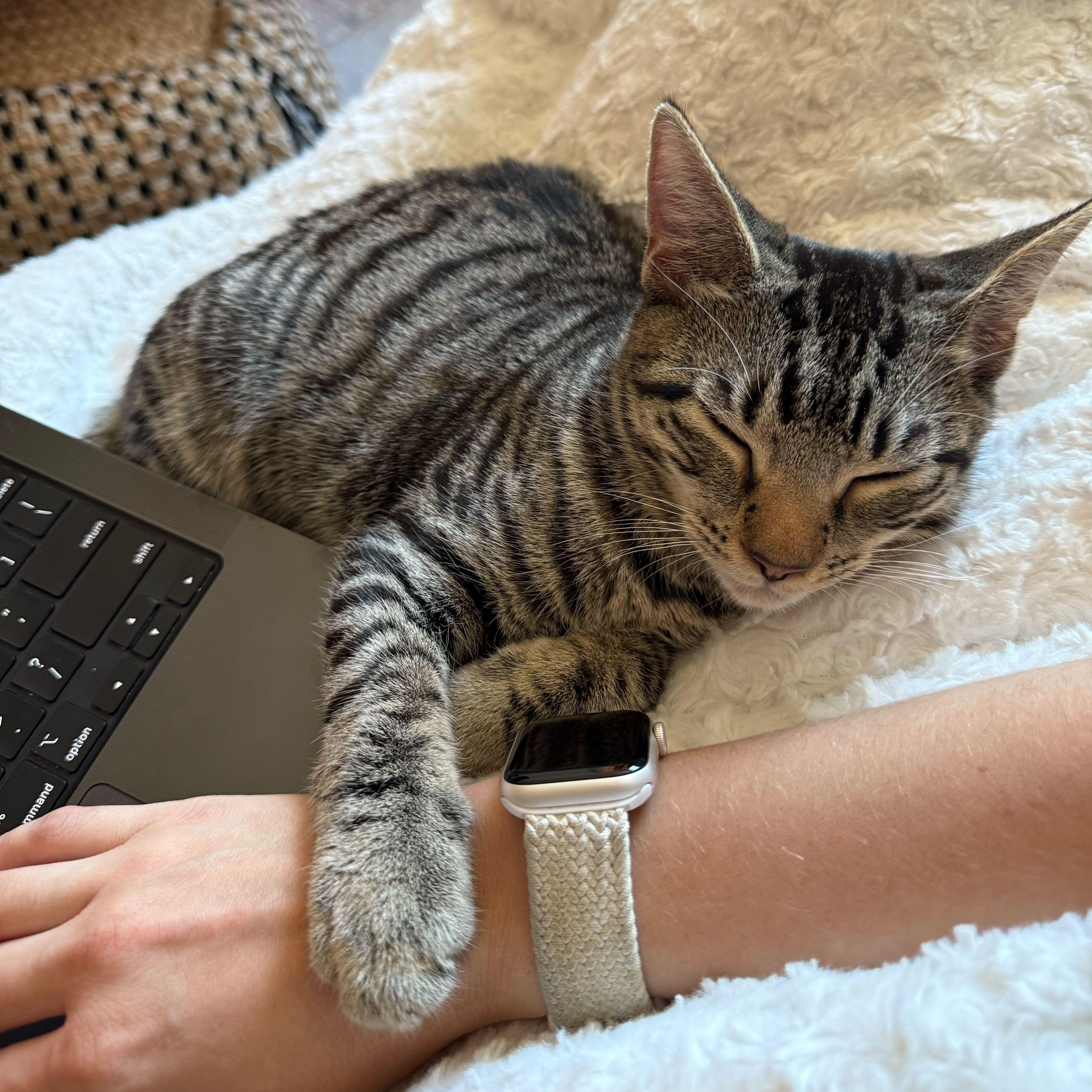 Enlarge Blackstripe Gingko, a Adoptable Domestic Short Hair in Long Island City, NY image 1/3