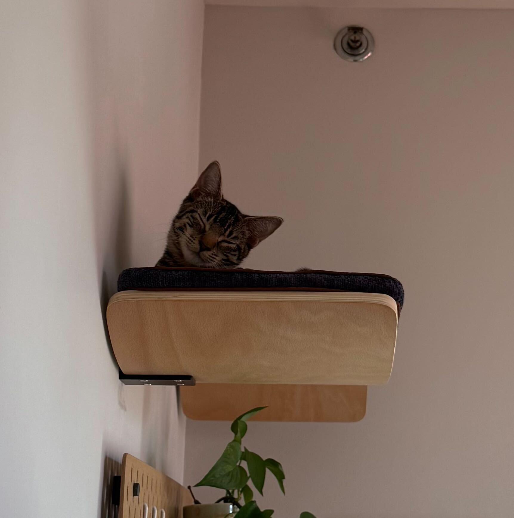 Enlarge Blackstripe Gingko, a Adoptable Domestic Short Hair in Long Island City, NY image 2/3