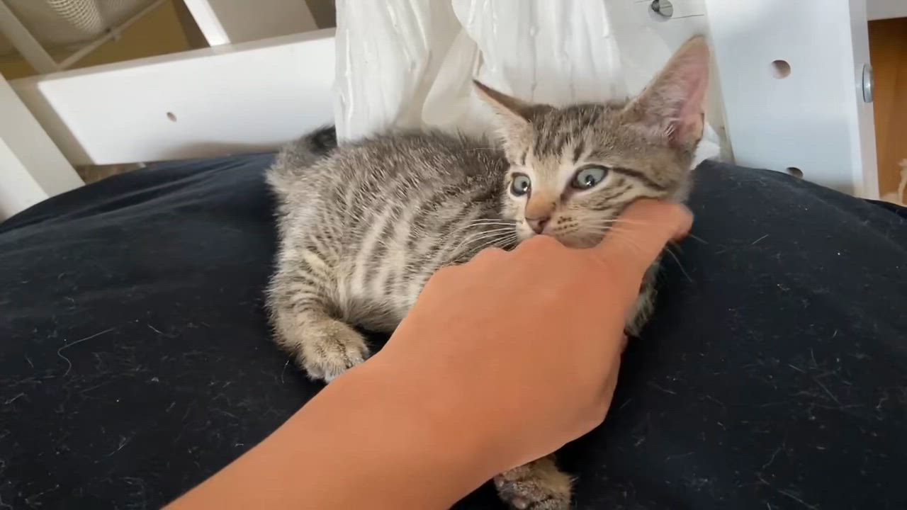 Enlarge Blackstripe Gingko, a Adoptable Domestic Short Hair in Long Island City, NY video 3/3