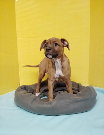 Adam, Adoptable, Puppy Male Mixed Breed & Mixed Breed.