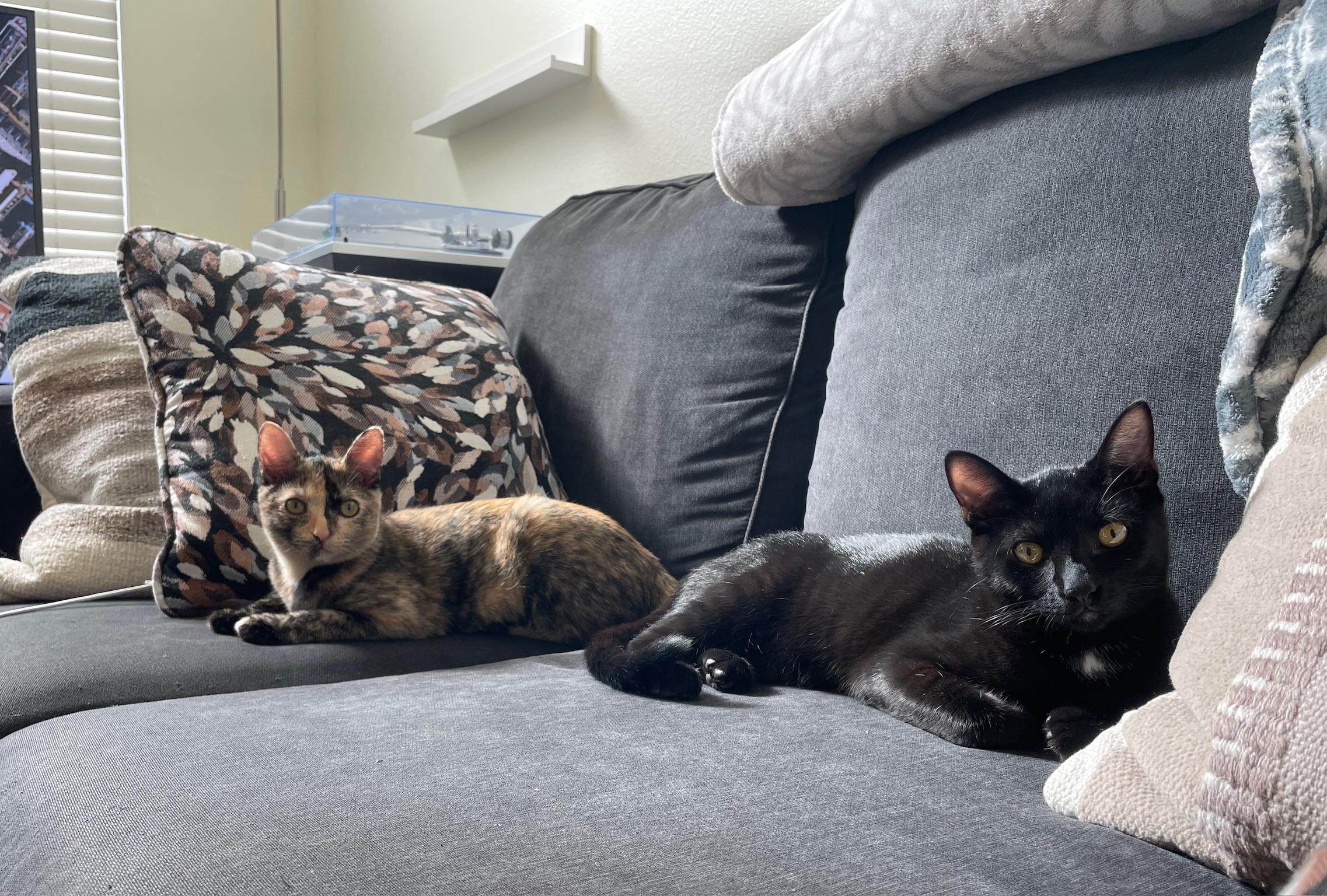 Binx, a Adoptable Domestic Short Hair in San Francisco, CA image 2/6