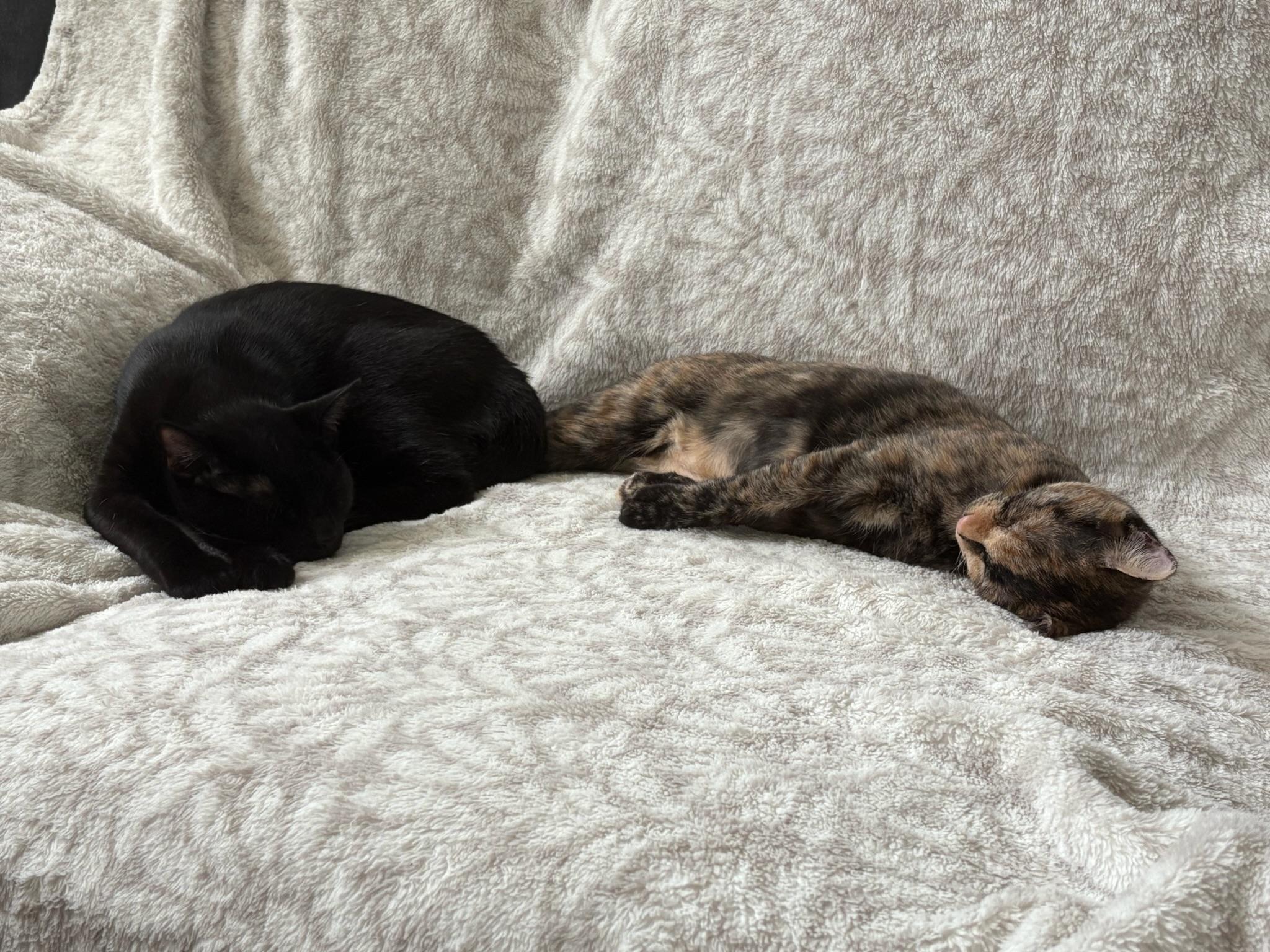 Binx, a Adoptable Domestic Short Hair in San Francisco, CA image 3/6