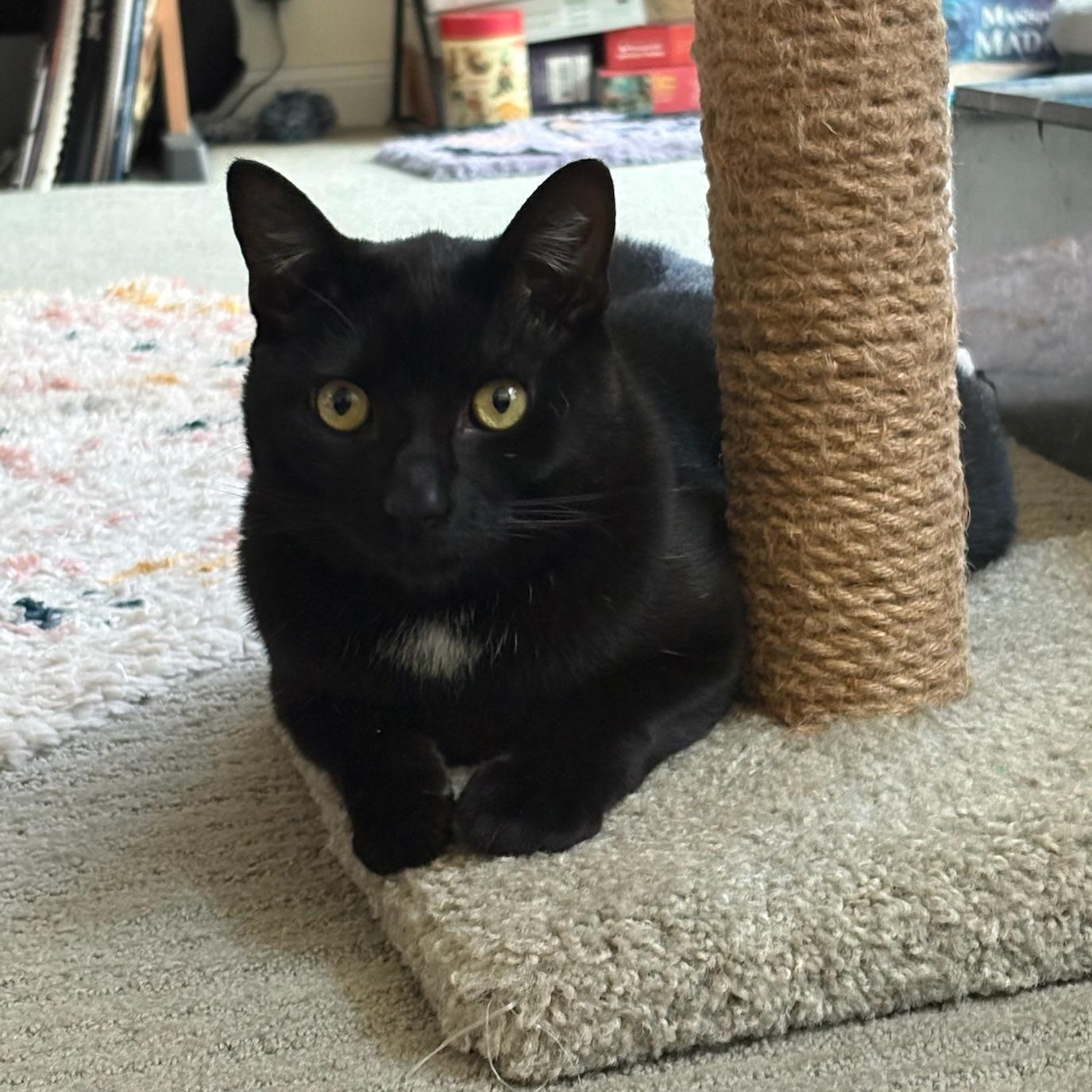 Binx (pending), Adoptable, Young Male Domestic Short Hair.