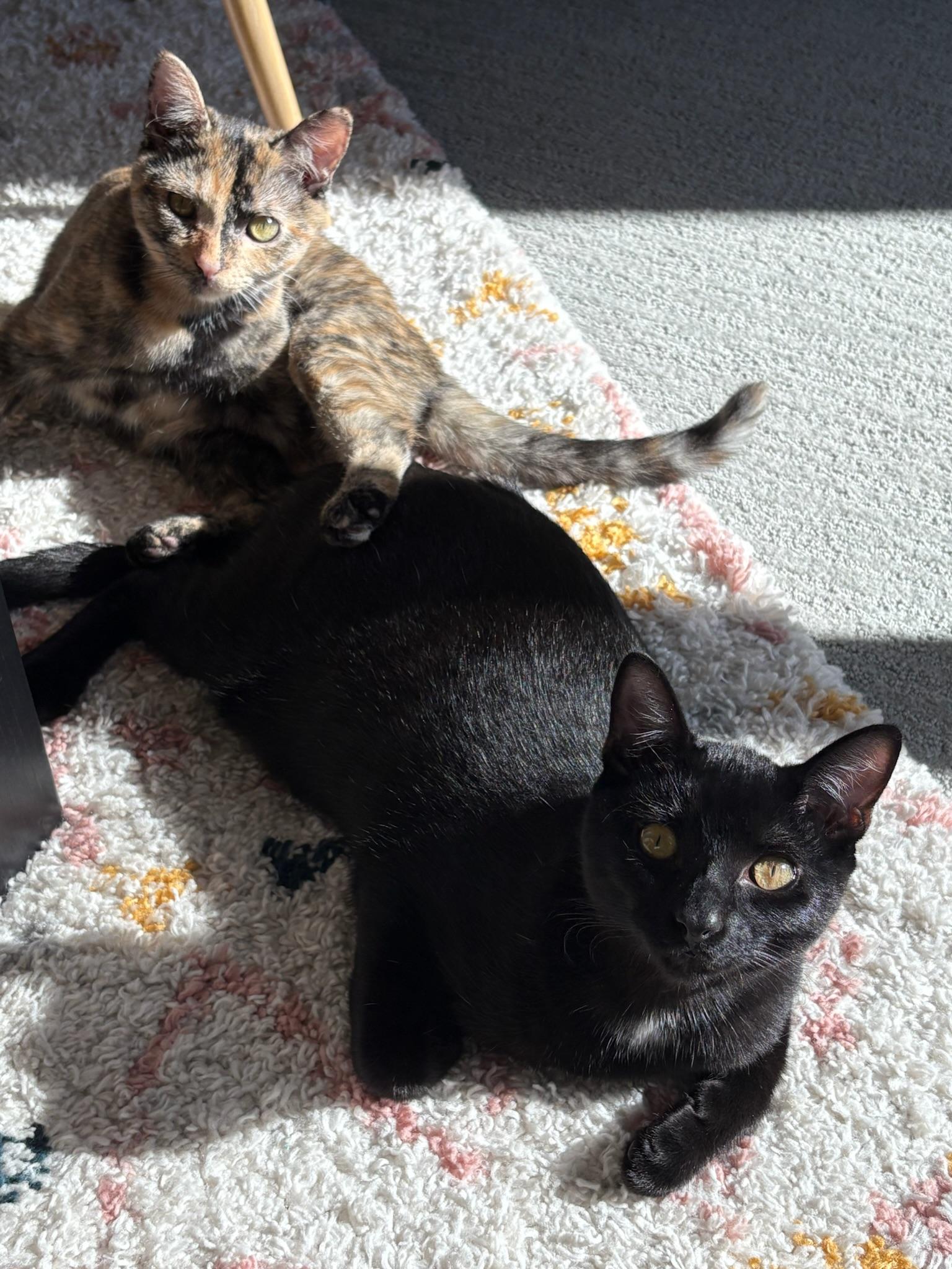 Binx, a Adoptable Domestic Short Hair in San Francisco, CA image 4/6