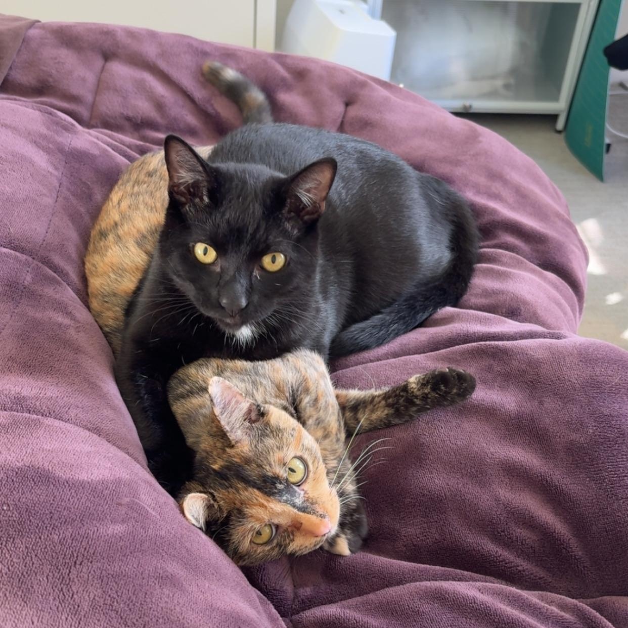 Enlarge Binx, a Adoptable Domestic Short Hair in San Francisco, CA image 2/6