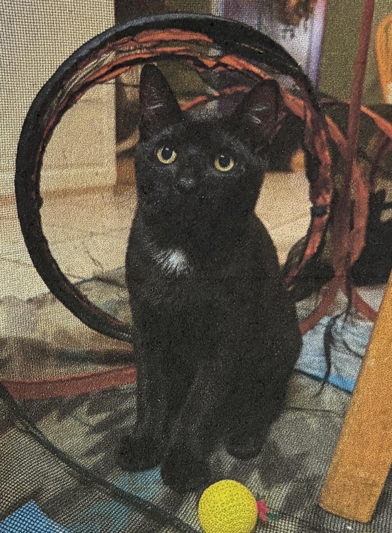 Binx, a Adoptable Domestic Short Hair in San Francisco, CA image 1/6