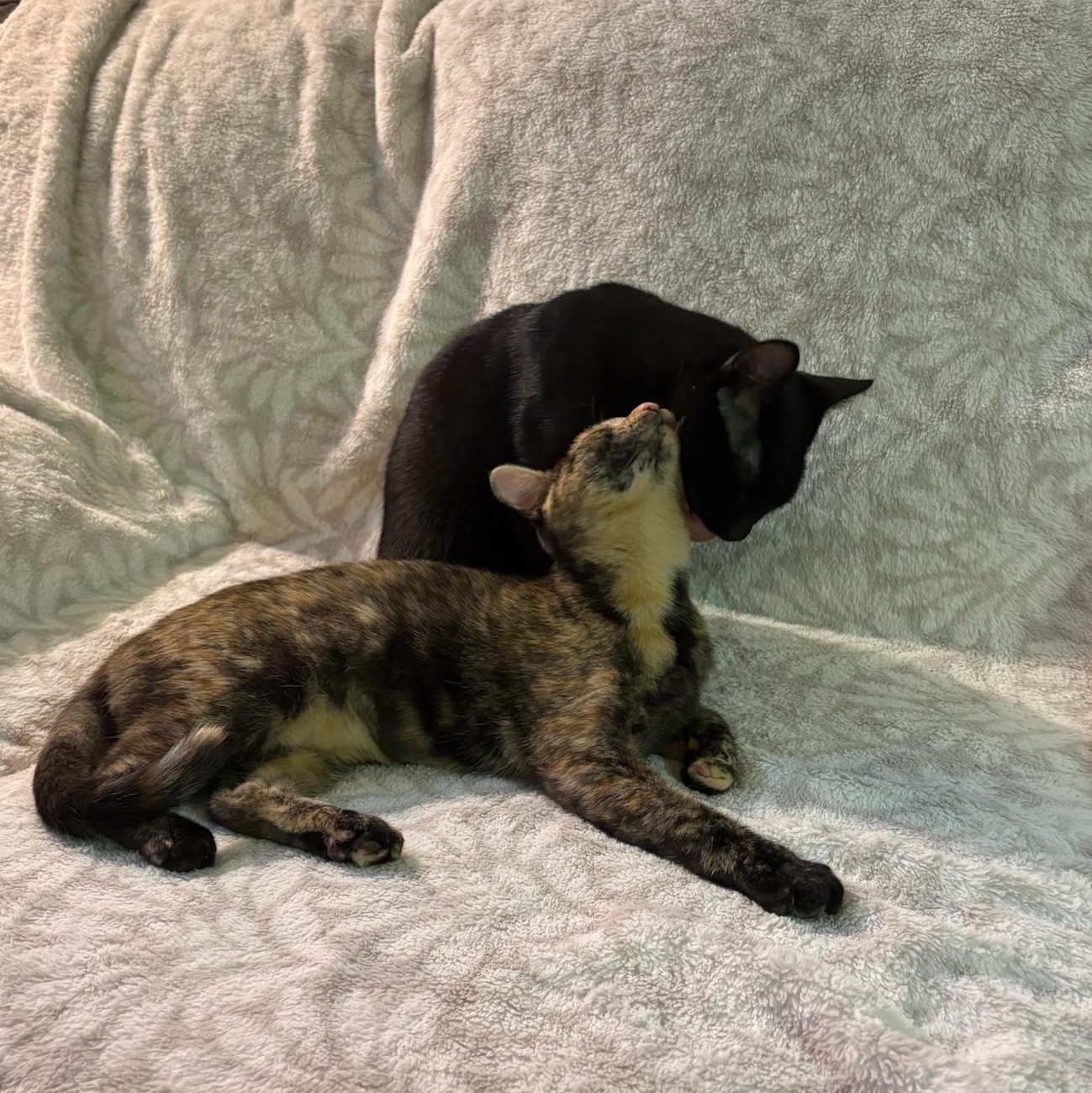 Binx, a Adoptable Domestic Short Hair in San Francisco, CA image 6/6