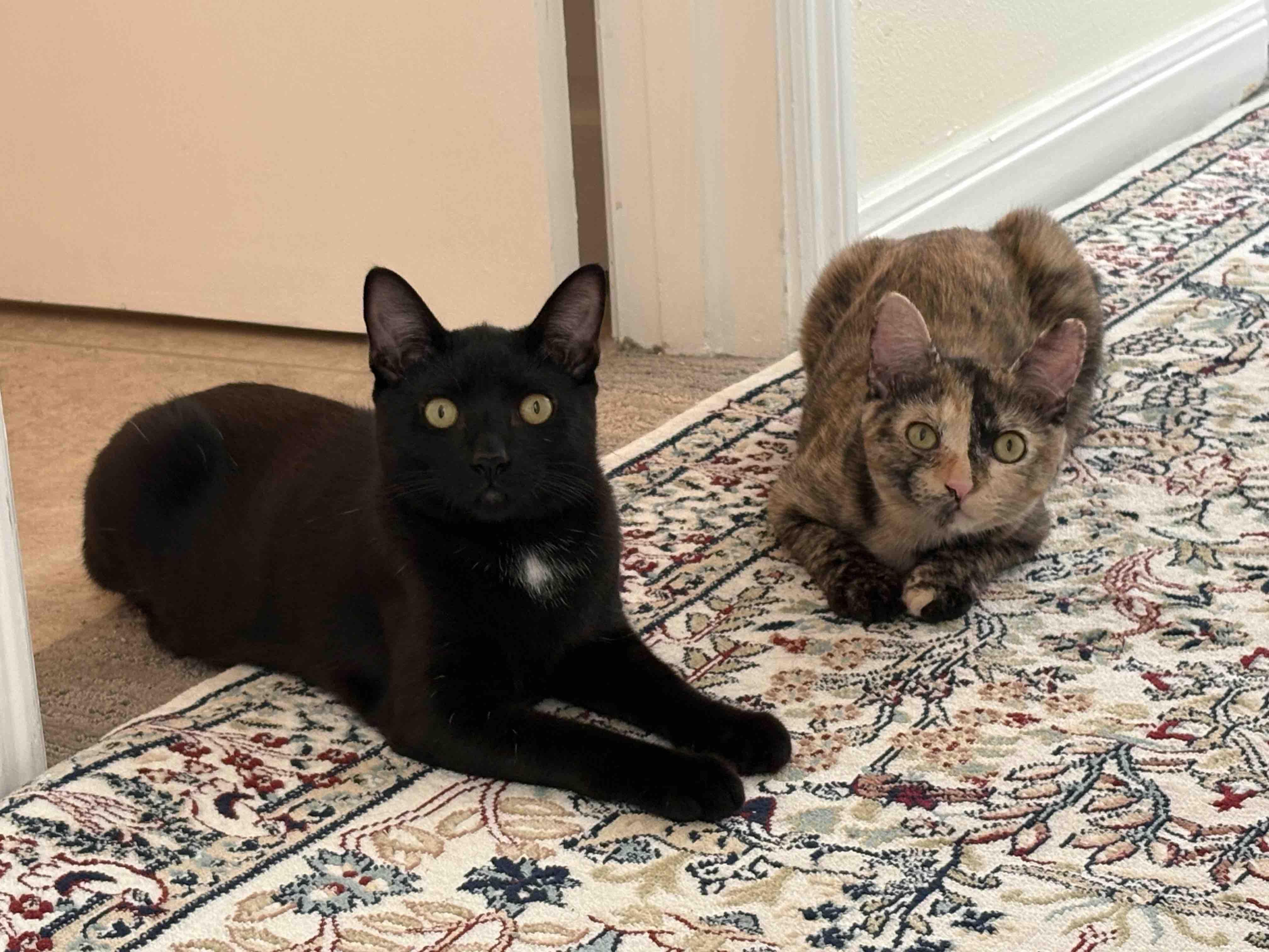 Binx, a Adoptable Domestic Short Hair in San Francisco, CA image 5/6