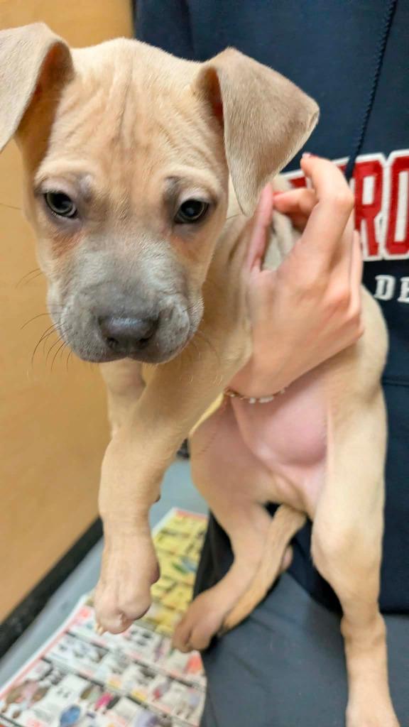 Remiel, Adoptable, Puppy Male Mixed Breed.