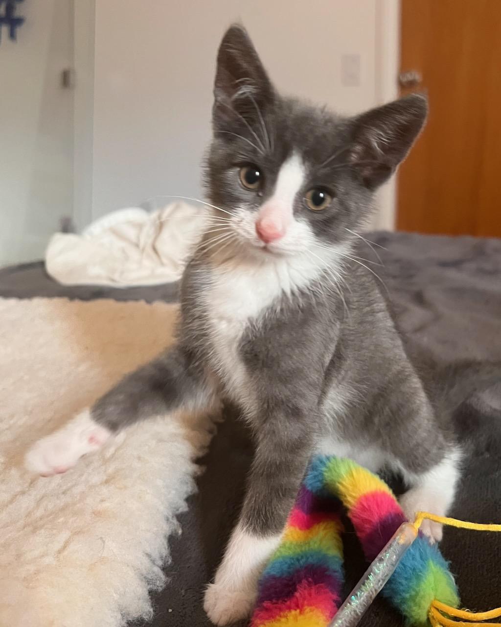 Percy (Bonded with Penelope), a Adoptable Domestic Short Hair in San Francisco, CA image 3/6