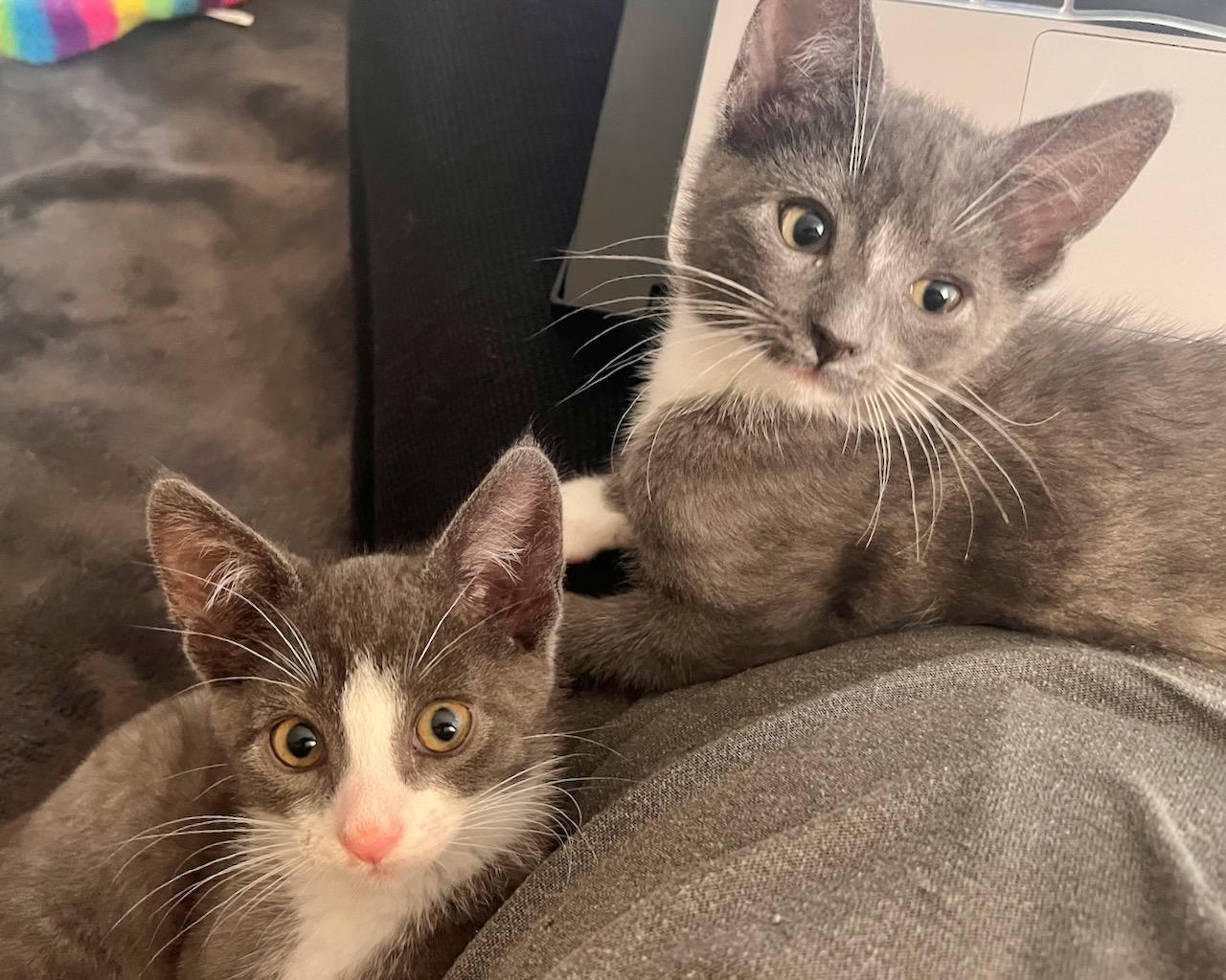 Percy (Bonded with Penelope), a Adoptable Domestic Short Hair in San Francisco, CA image 5/6