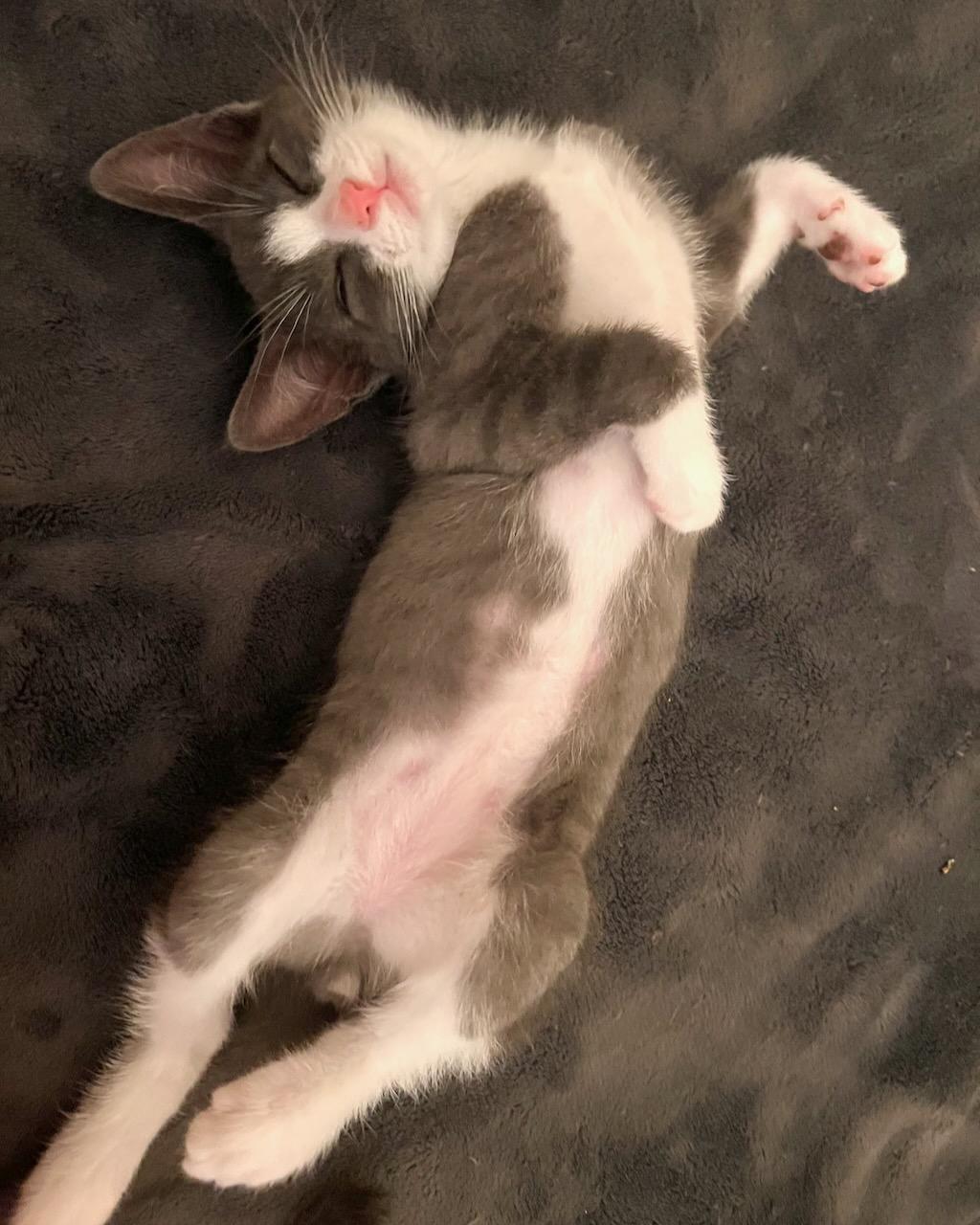 Percy (Bonded with Penelope), a Adoptable Domestic Short Hair in San Francisco, CA image 6/6