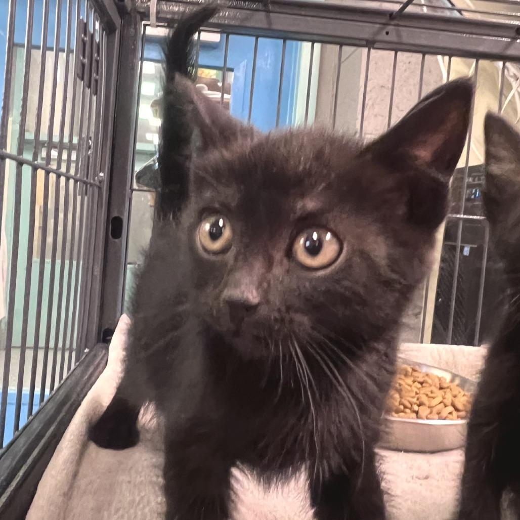 Hazel, Adoptable, Kitten Female Domestic Short Hair.
