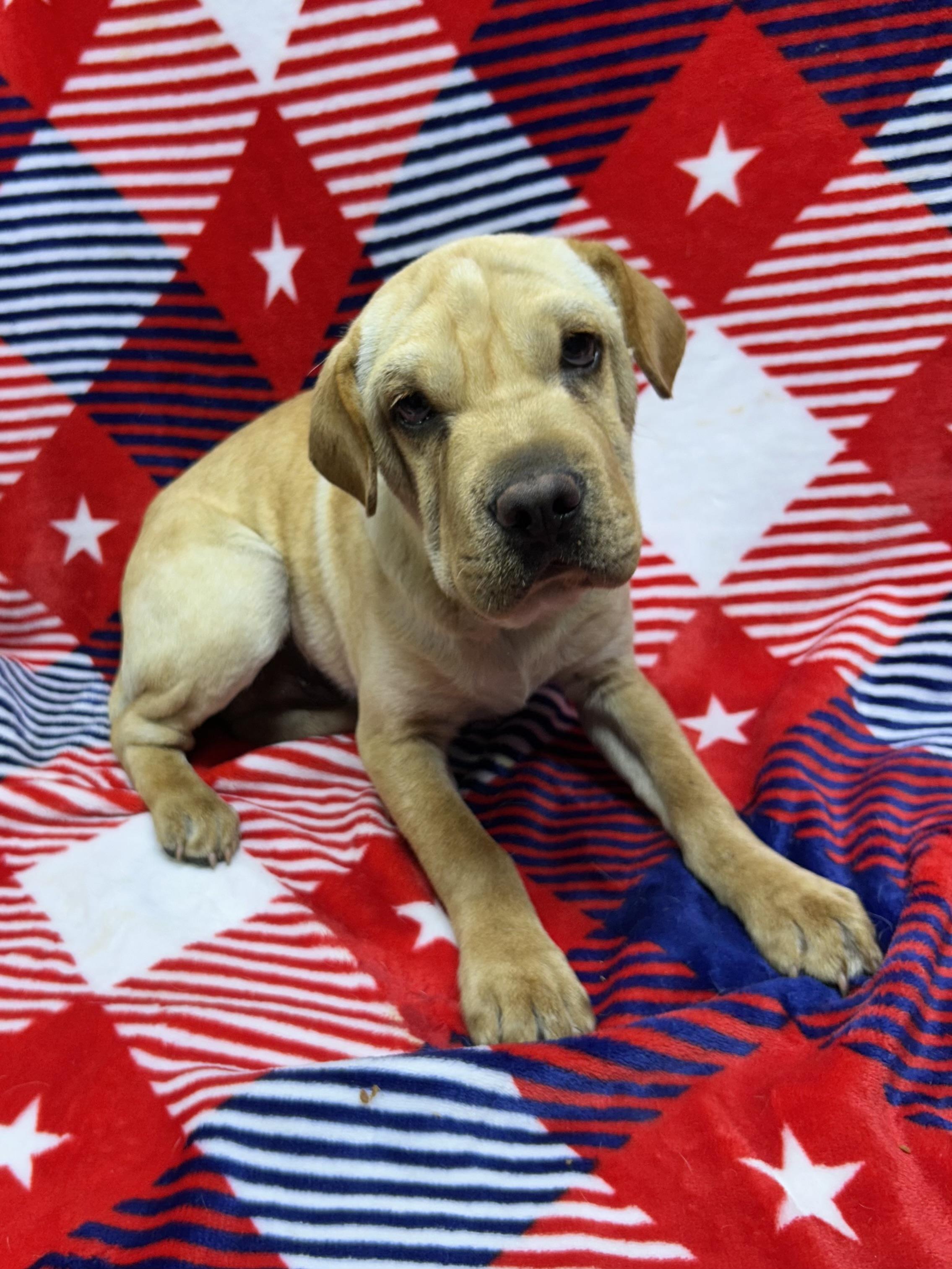 Enlarge WALLY (Mini Hippo), a Adoptable mixed breed in Rossford, OH image 2/3