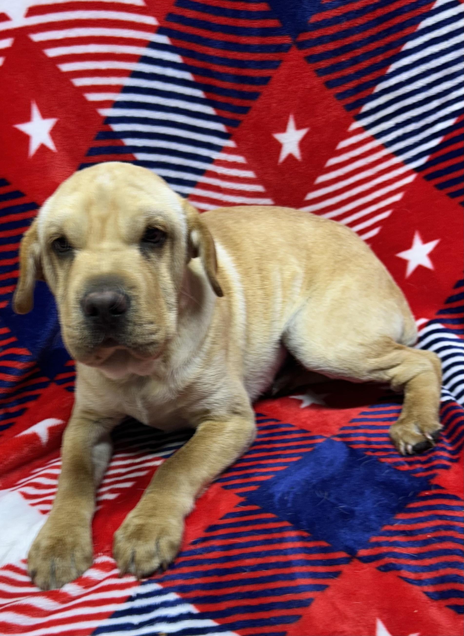 Enlarge WALLY (Mini Hippo), a Adoptable mixed breed in Rossford, OH image 3/3