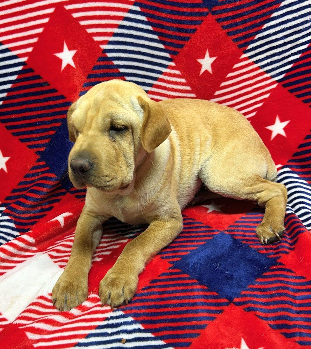 WALLY (Mini Hippo), Adoptable, Puppy Male Mixed Breed & Shar-Pei.