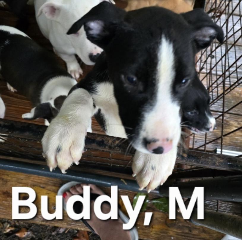 Buddy, Adoptable, Puppy Male Labrador Retriever.