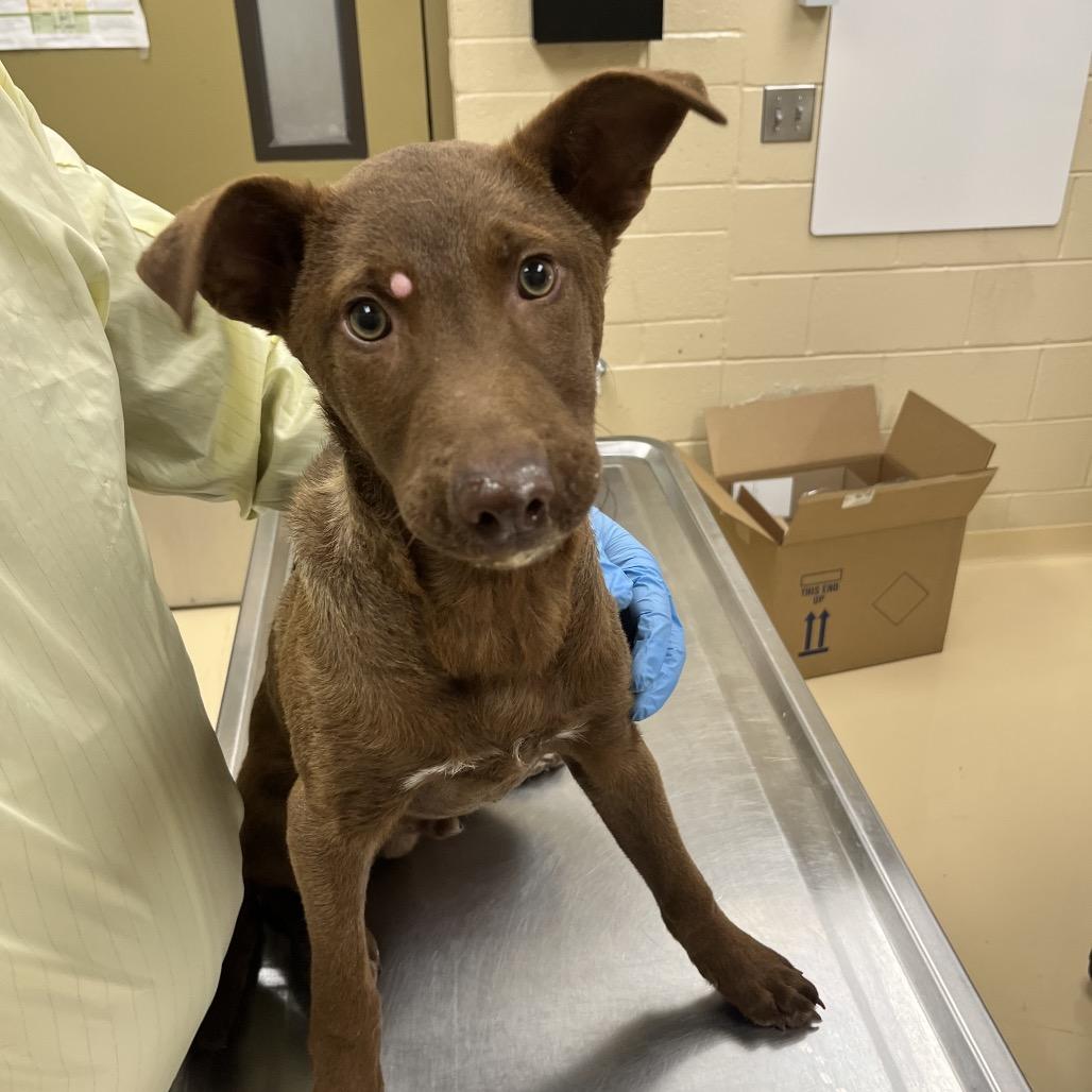 Enlarge Stevie, a Adoptable Mixed Breed in Winston-Salem, NC image 1/1