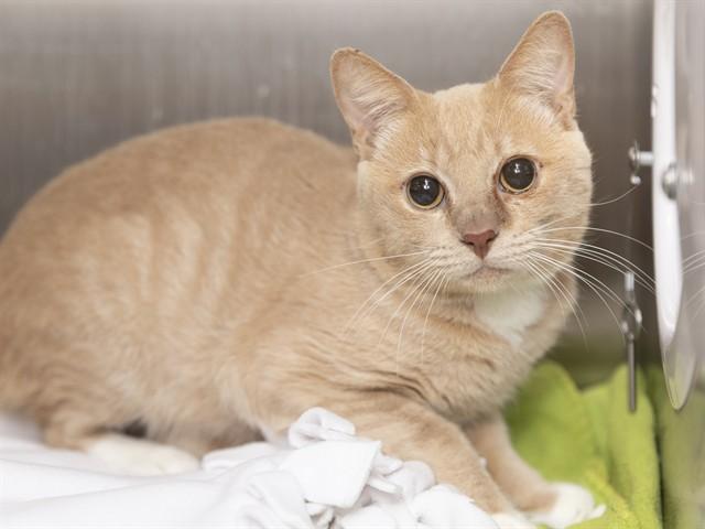 Enlarge JOJO, a Adoptable Domestic Short Hair in Phoenix, AZ image 1/1