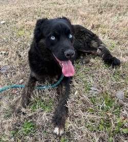 Enlarge Lucy, a ADOPTABLE mixed breed in Sudbury, MA image 2/2
