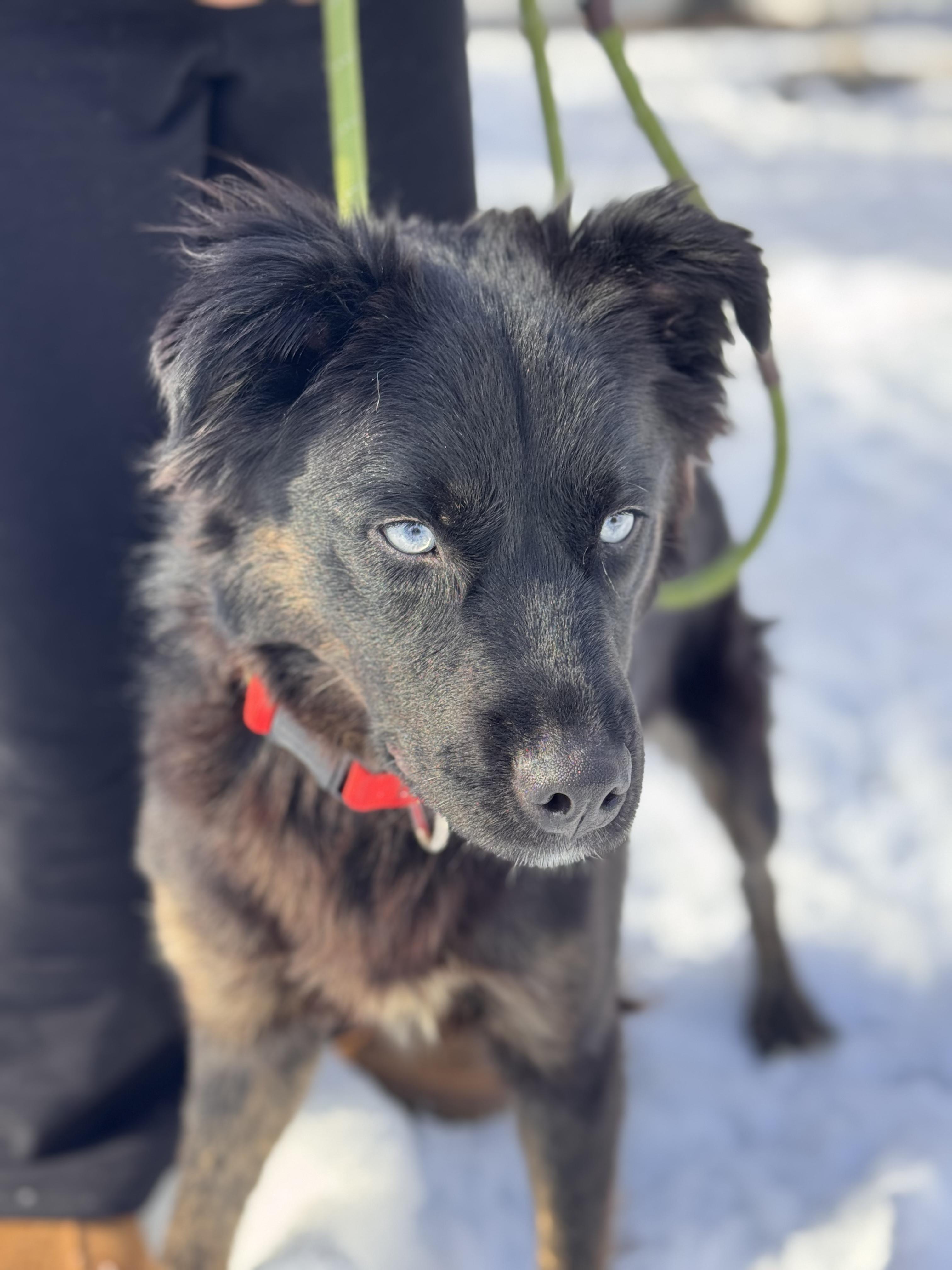 Enlarge Lucy, a ADOPTABLE mixed breed in Sudbury, MA image 1/2