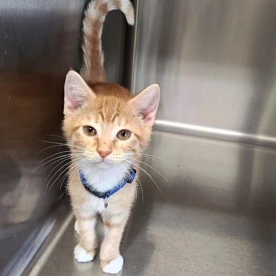 Enlarge Benjamin, a Adoptable Domestic Short Hair in Wahpeton, ND image 1/1