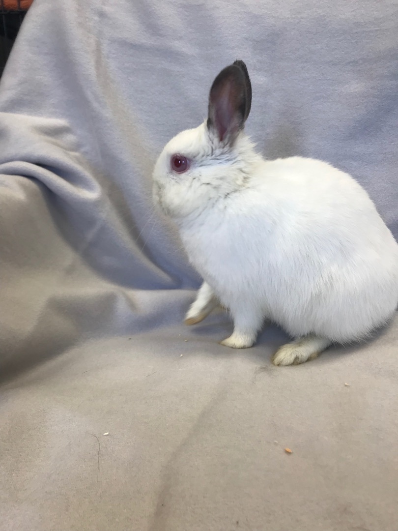 Ruby, a Adoptable Dwarf in Alliston, ON image 2/5