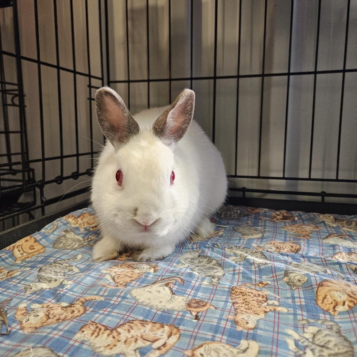 Ruby, a Adoptable Dwarf in Alliston, ON image 3/5