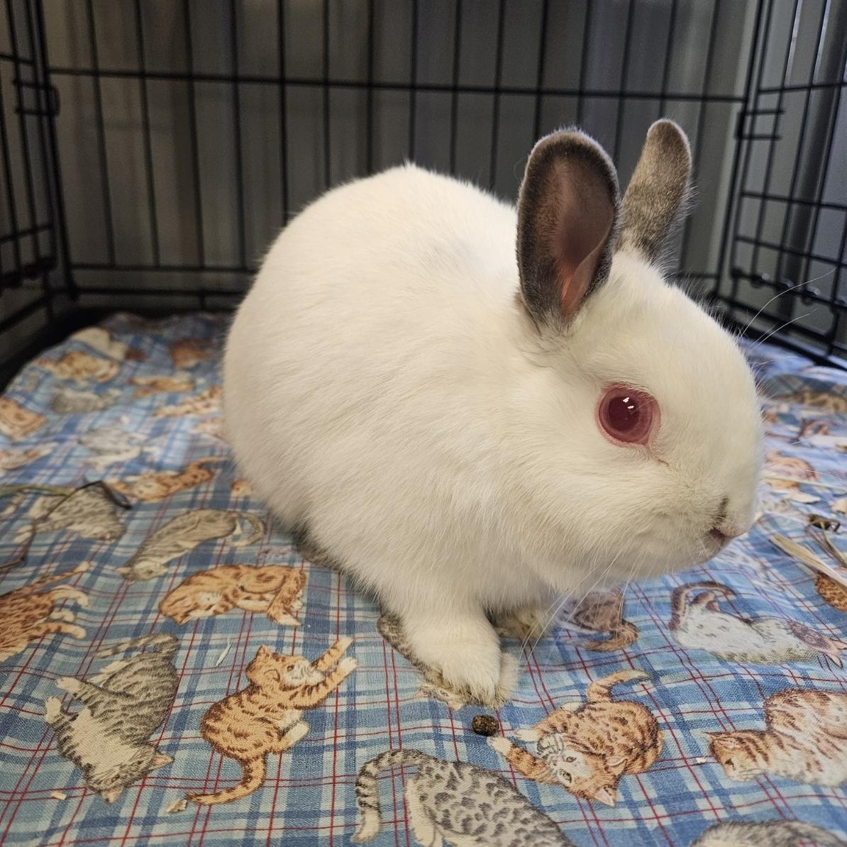 Ruby, Adoptable, Adult Female Dwarf.