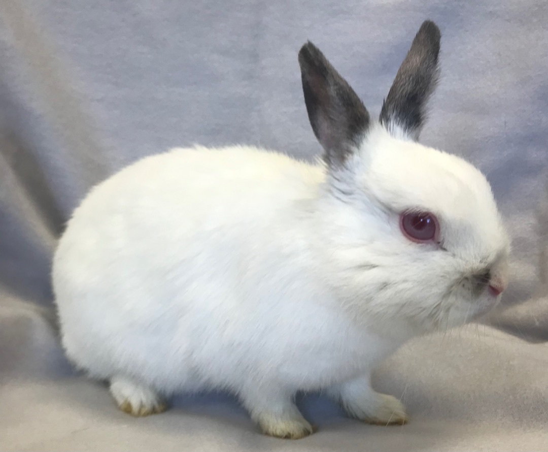 Ruby, a Adoptable Dwarf in Alliston, ON image 4/5