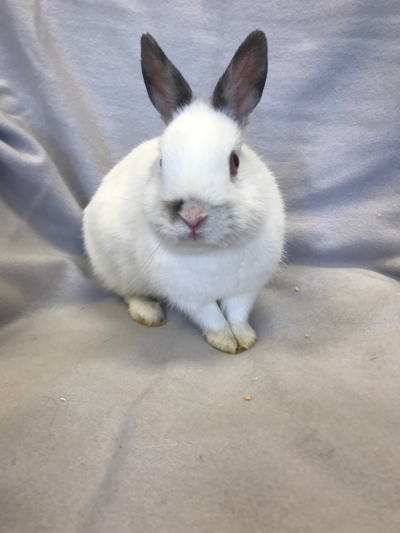 Ruby, a Adoptable Dwarf in Alliston, ON image 5/5