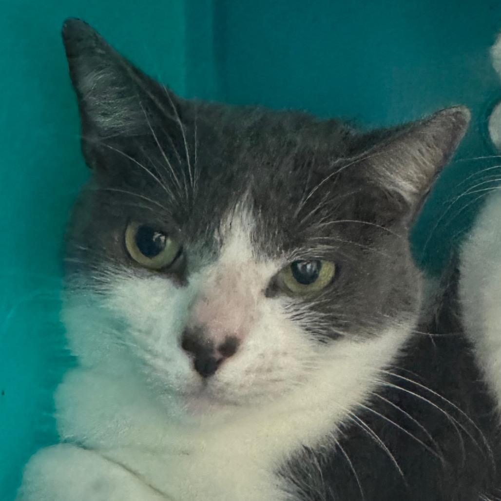 Enlarge Lily, a Adoptable Domestic Short Hair in West Palm Beach, FL image 1/5