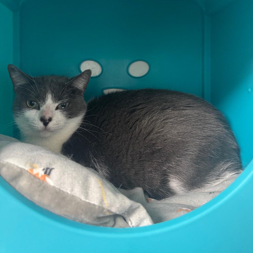 Enlarge Lily, a Adoptable Domestic Short Hair in West Palm Beach, FL image 2/5