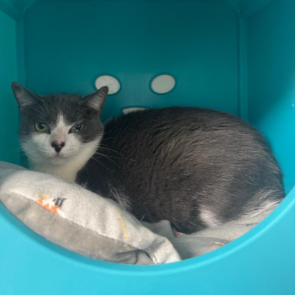 Enlarge Lily, a Adoptable Domestic Short Hair in West Palm Beach, FL image 3/5