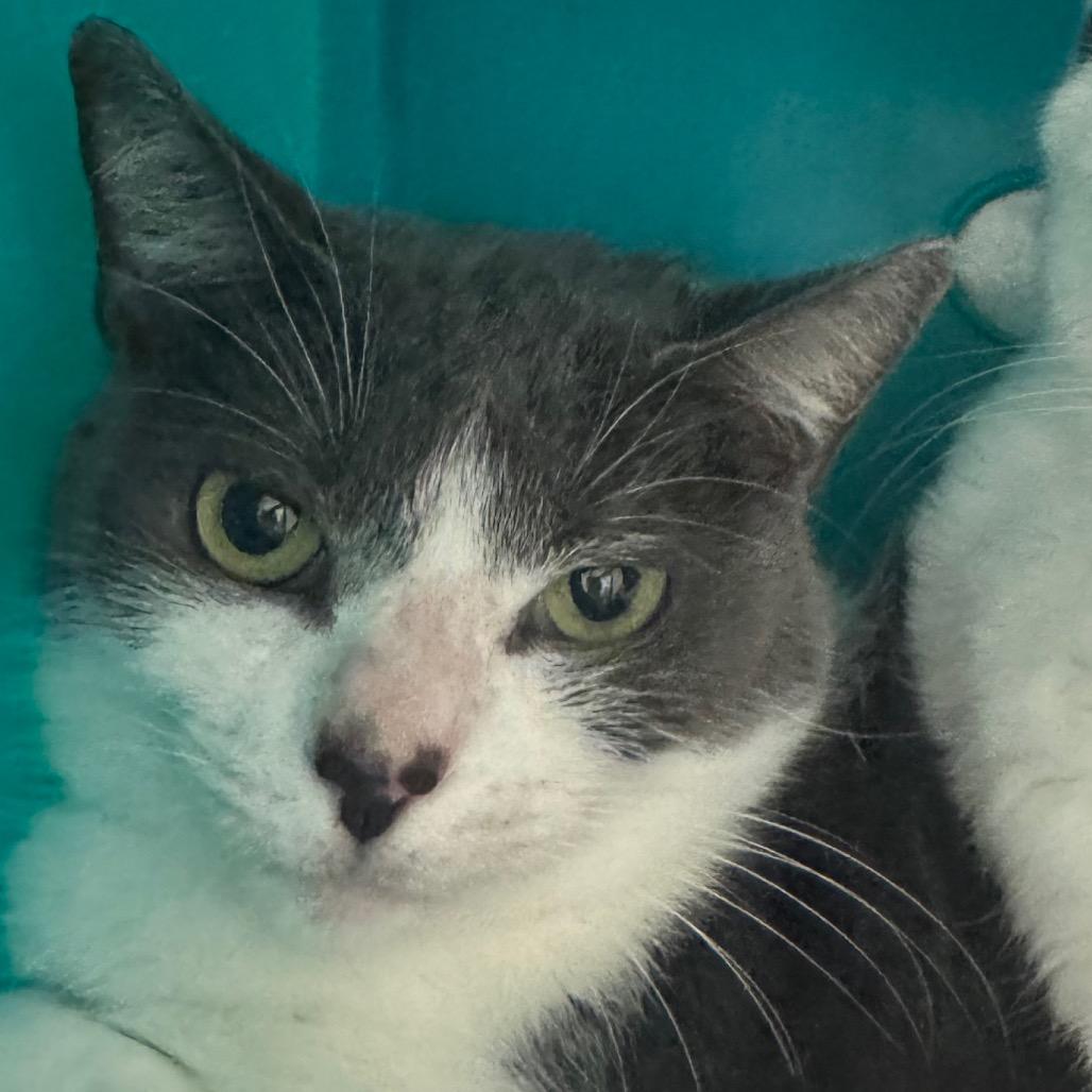 Enlarge Lily, a Adoptable Domestic Short Hair in West Palm Beach, FL image 4/5