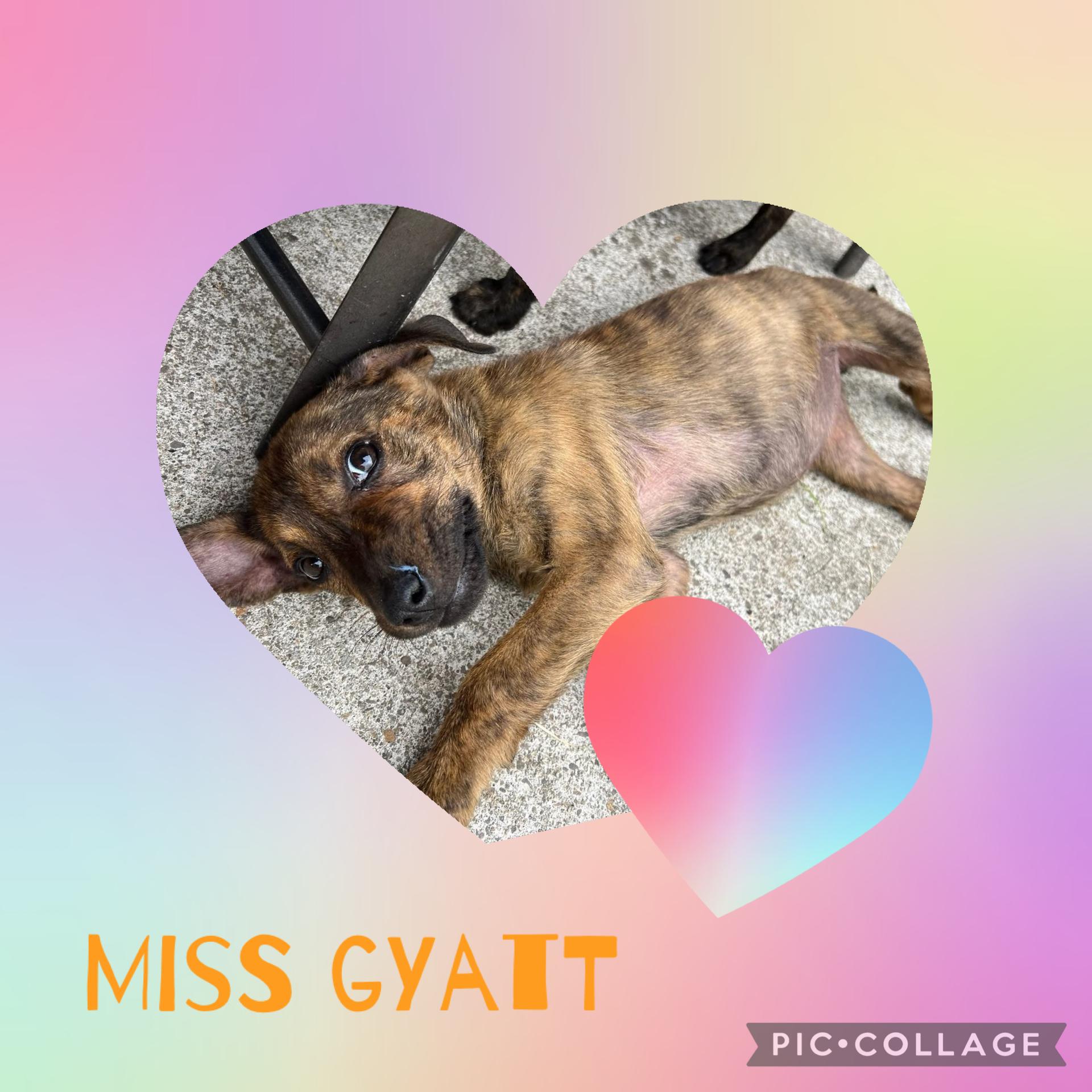Miss Gyatt