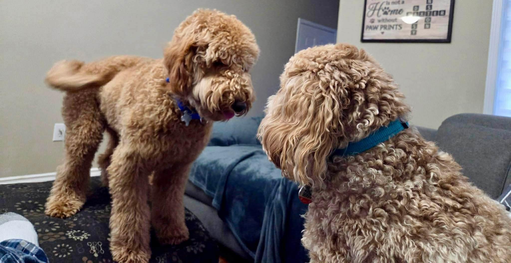 TEDDY, an adopted mixed breed in Richmond Hill , ON image 4/6