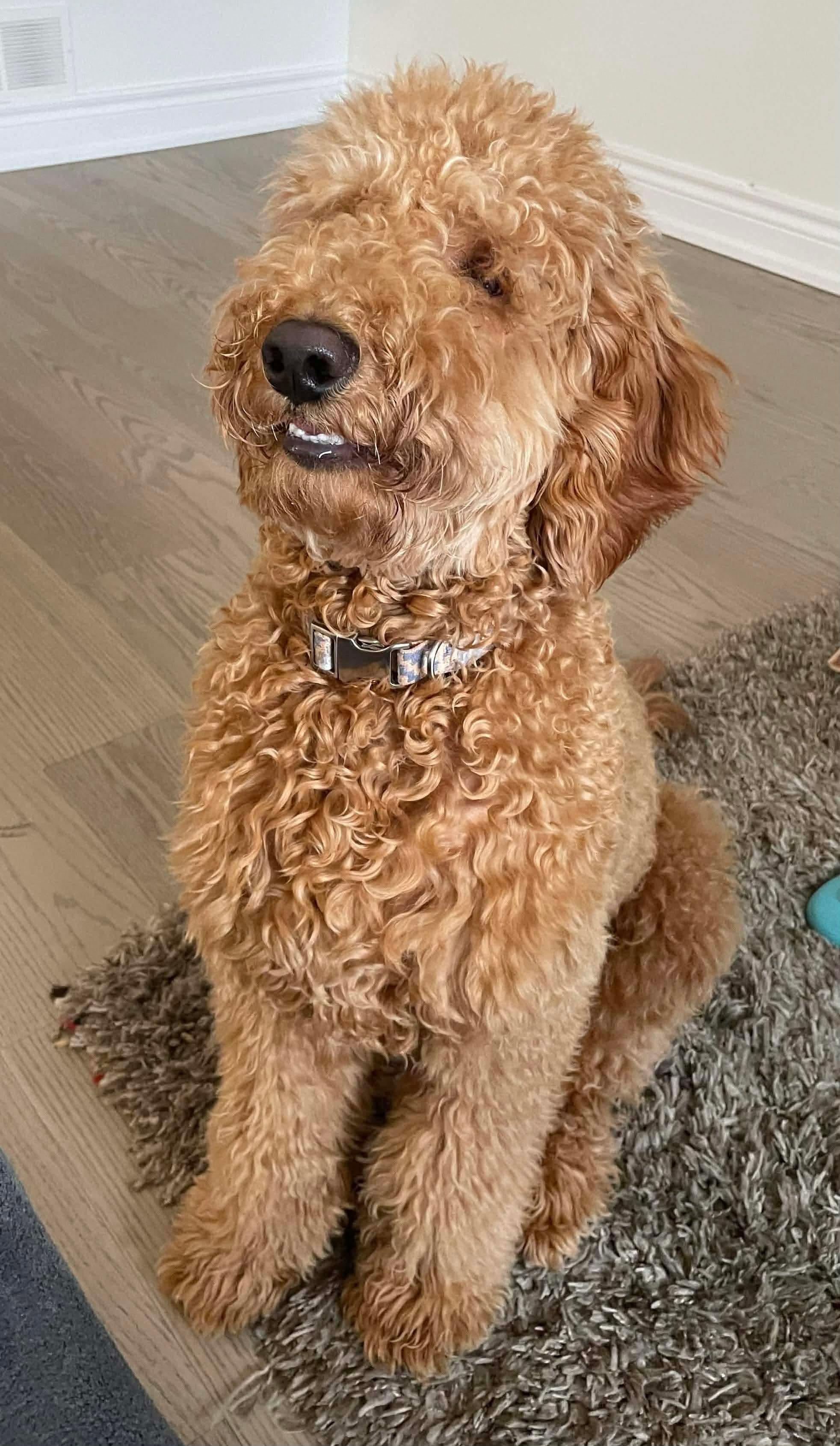 TEDDY, an adopted mixed breed in Richmond Hill , ON image 2/6