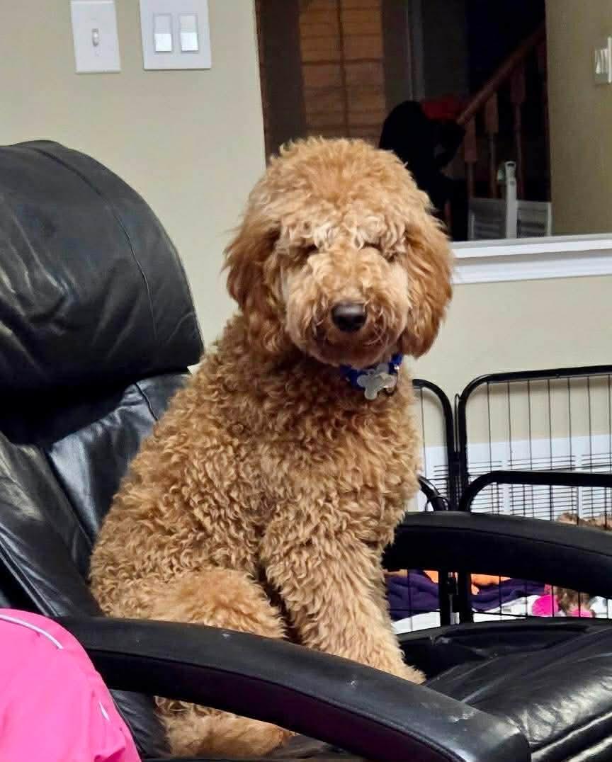 TEDDY, an adopted mixed breed in Richmond Hill , ON image 5/6